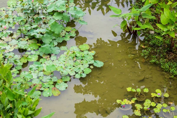 Lírio Água Flor Lótus Lago Jardim — Fotografia de Stock