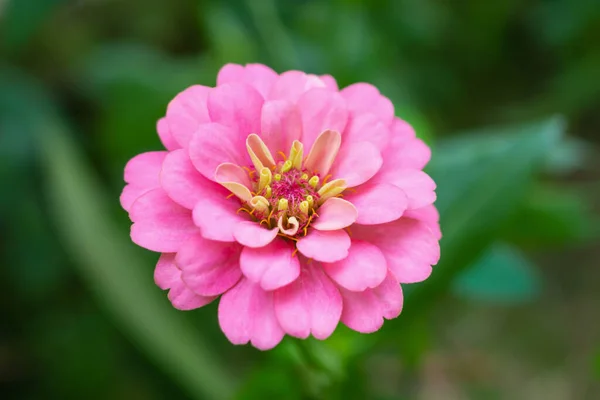 Zinnia Çiçeği Bahçeye Yakın — Stok fotoğraf