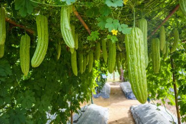Acı kavun ya da organik bahçedeki Momordica charantia bitkisi