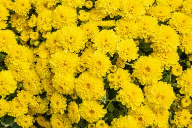 güzel kasımpatı çiçekleri arka plan görünümü