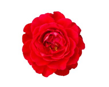 Beyaz arkaplanda izole kırmızı gül çiçeği