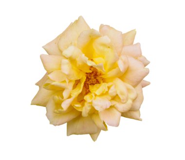 Beyaz arkaplanda izole edilmiş sarı gül çiçeği