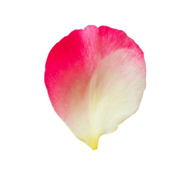 kırpma yolu ile beyaz arkaplanda izole gül yaprakları