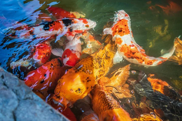 Fancy Carp Koi Fish Pond — Stock Photo, Image