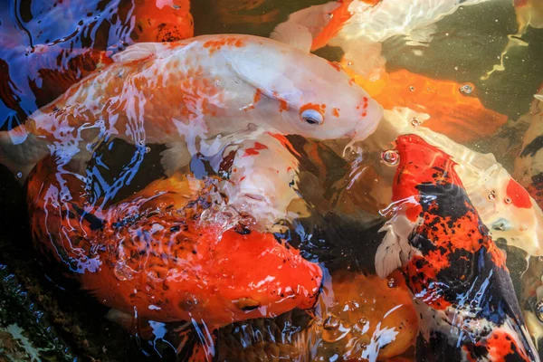 Fancy Carp Koi Fish Pond — Stock Photo, Image