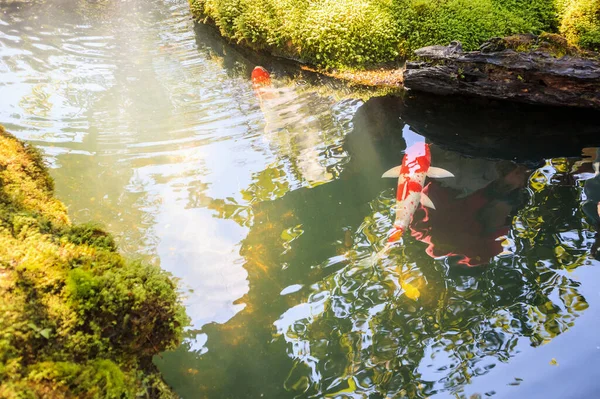 Bunte Phantasie Karpfen Koi Fische Gartenteich — Stockfoto