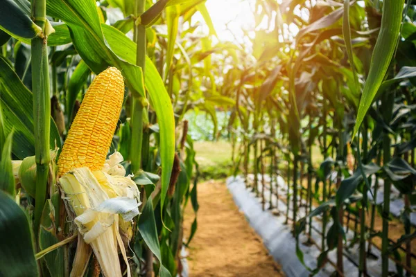 Espiga Milho Com Folhas Verdes Crescimento Campo Agrícola Livre — Fotografia de Stock