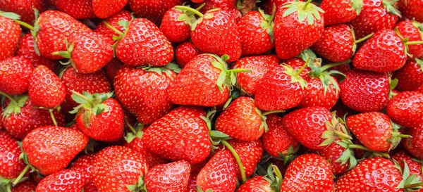 新鲜的有机红熟草莓背景特写特写 — 图库照片