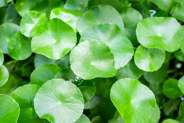 草本药使被称为 Gotu Kola 的心绞痛的自然背景离开 — 图库照片