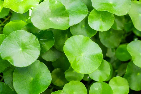 Medicina Herbal Deixa Fundo Natureza Centella Asiatica Conhecido Como Gotu — Fotografia de Stock