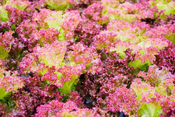 Fresh Organic Lollo Rossa Red Leaves Lettuce Salad Plant Hydroponics — Stock Photo, Image