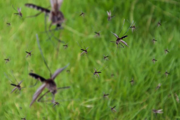 Wiele Komarów Przelatuje Nad Zieloną Trawą — Zdjęcie stockowe