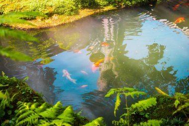 Bahçe havuzunda renkli sazan balığı.