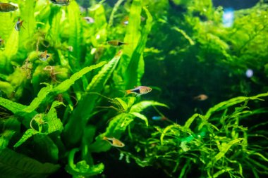 Akvaryumdaki tatlı su tropikal neon balığı
