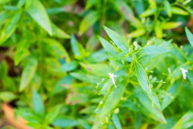 Andrographis panikledi Taze Tayland bitkisel ilaç bitkileri Organik bitki yaprakları ve çiçek, yakın plan