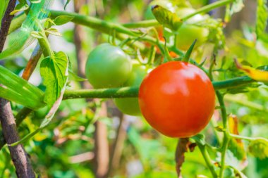 Organik bahçede olgun kırmızı domates
