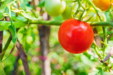 Organik bahçede olgun kırmızı domates