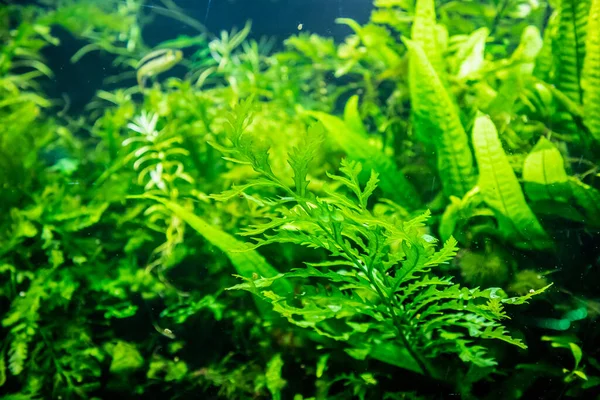 水槽内の水生植物 — ストック写真