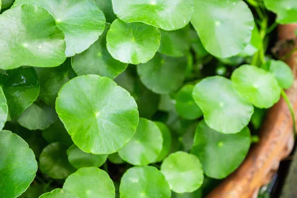 Medicina Herbal Deixa Fundo Natureza Centella Asiatica Conhecido Como Gotu — Fotografia de Stock