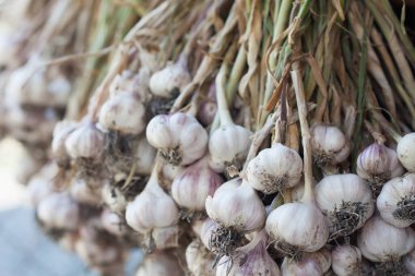 Taze sarımsak, sarımsak soğanı ve karanfil.