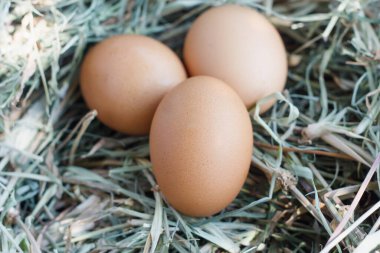 Yuva arka planında taze yumurtalar