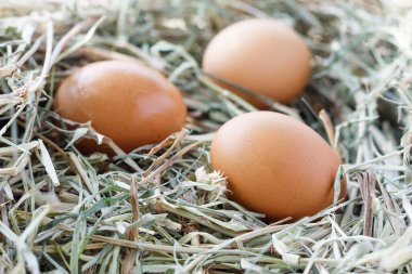 Yuva arka planında taze yumurtalar