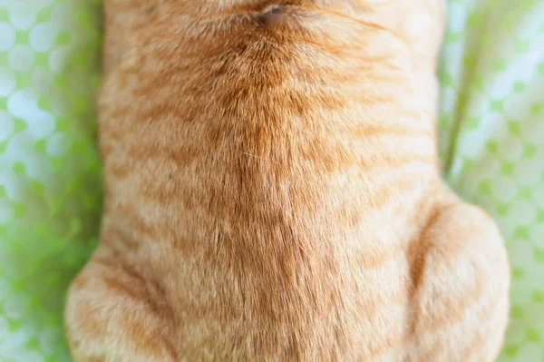 Zázvorová Kočka Sedí Zblízka — Stock fotografie