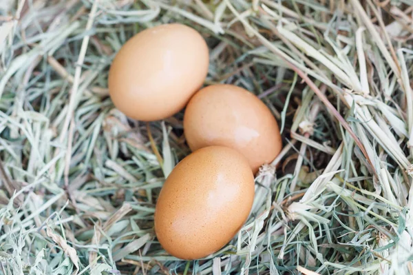Yuva arka planında taze yumurtalar