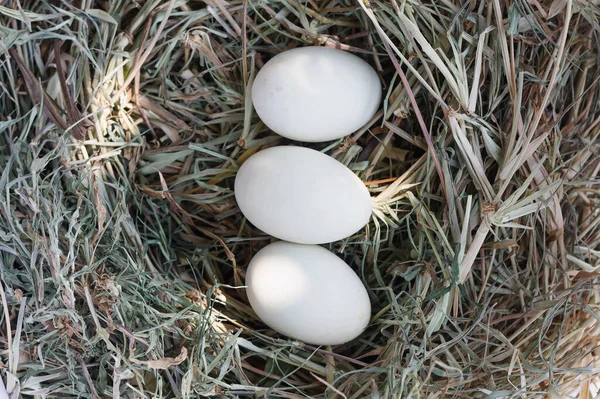 Frische Eier Nesthintergrund — Stockfoto