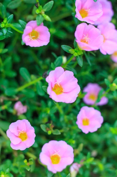 Pembe küçük Hogweed çiçekleri