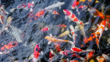 Bahçedeki gölde güzel koi balığı