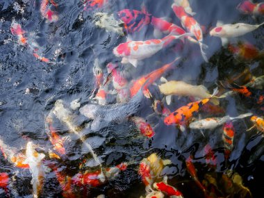 Bahçedeki gölde güzel koi balığı