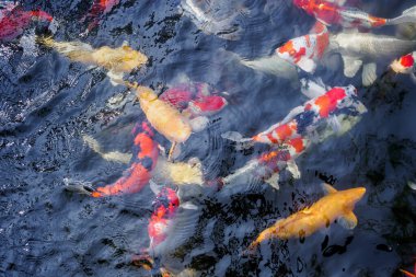 Bahçedeki gölde güzel koi balığı