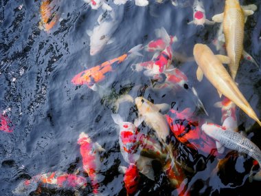 Bahçedeki gölde güzel koi balığı