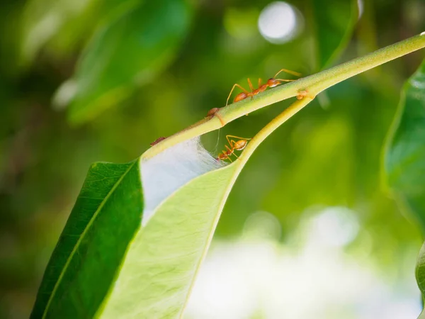 Hormiga Anida Árbol —  Fotos de Stock