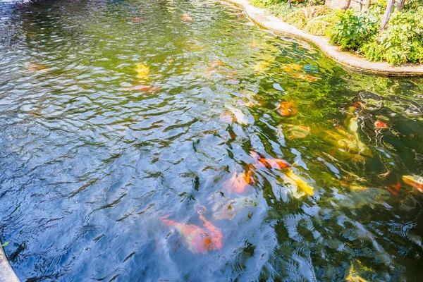 beautiful koi fish in pond in the garden