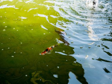 Gölette Sazan Balığı