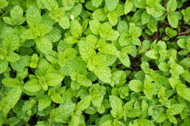 Nane yapraklarını kapatın bitkiler organik sebze bahçesinde yetişir.