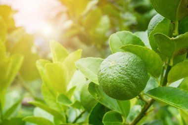 Organik bahçedeki ağaçta taze yeşil limon.