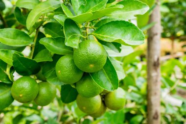 Organik bahçedeki ağaçta taze yeşil limon.