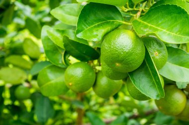 Organik bahçedeki ağaçta taze yeşil limon.