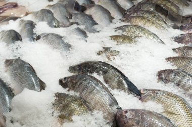 Piyasada buzda taze tilapia balığı