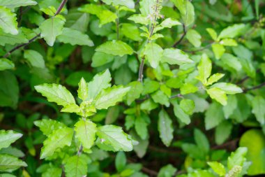 Kutsal fesleğen ya da organik bahçedeki kutsal fesleğen