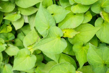 Nane olarak Houttuynia cordata kwon veya Plu Kaow Thai bitkisel ilaç