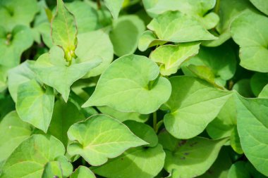 Nane olarak Houttuynia cordata kwon veya Plu Kaow Thai bitkisel ilaç