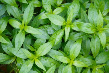 Taze Tayland bitkisel bitkileri organik bitkiler Andrographis 'i panikletiyor.