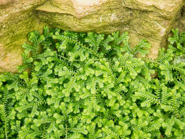 Grüne Blatt Textur Hintergrund — Stockfoto