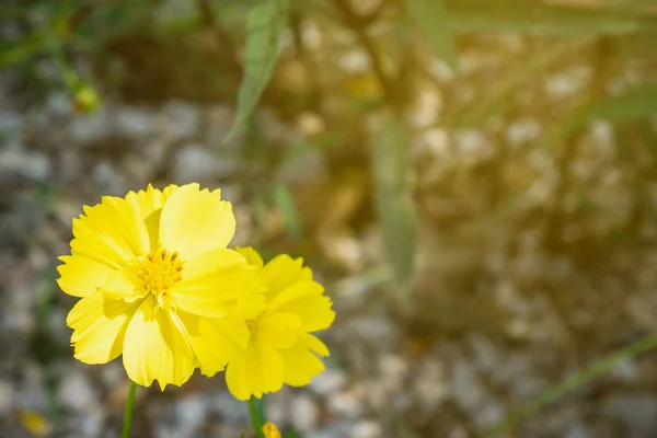 Gelbe Kosmos Blumen Der Natur — Stockfoto