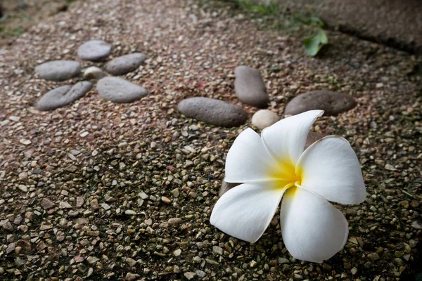 Plumeria flower on stone floor