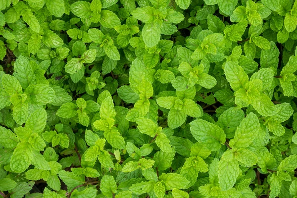 Närbild Mynta Blad Växt Ekologisk Grönsak Trädgård — Stockfoto